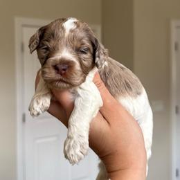 Ridge - Brown roan and tan male Cockapoo puppy in Bountiful, Utah from EasyBreezyDoodles