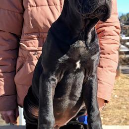 F1 - Black female Cane Corso puppy in Chisago City, Minnesota from Twin Cities Cane Corso