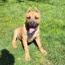 Girl 1 - Fawn Cane Corso puppy in Hesperia, California from JSM Corsos