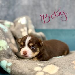 Betsy - Chocolate and white female Chihuahua puppy in Molino, Florida from Pensacola Chi Garden