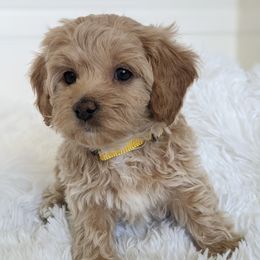 Bernedoodles and Goldendoodles from Legacy Doodles