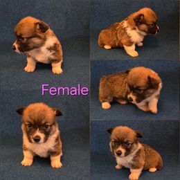 Pembroke Welsh Corgi Puppies from RRR Corgis