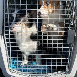 American Corgi All Grown Up from Constellation Corgi