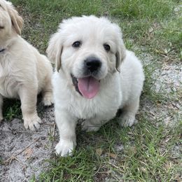 Golden Retriever Puppies from Blue water Goldens