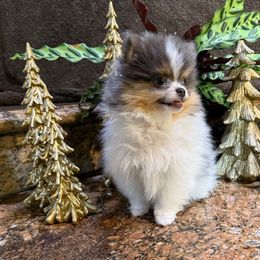 Priscilla - Tri-colored female Pomeranian puppy in San Jacinto, California from Savvypomeranians