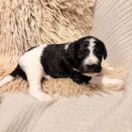 Bass - Parti male Poodle puppy in Troy, New Hampshire from SP Standard Poodles