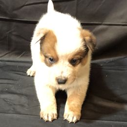L61-06 - Red speckled male Australian Cattle Dog puppy in Sheridan, Oregon from 6pk Cattledogs