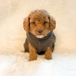 Goldendoodles and Poodles from Poodle Doodle Kennels