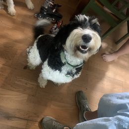 Chloe - Bernedoodle