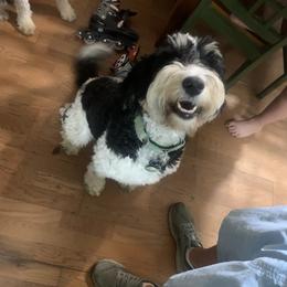 Chloe - Bernedoodle