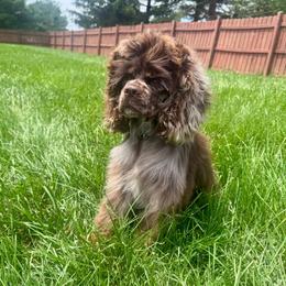 Hazel - Brown white and tan female Cocker Spaniel puppy in Floyds Knobs, Indiana from Sweet Tails