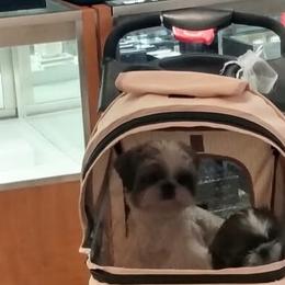 Shih Tzus from Devalon Shih Tzu Palm Beach