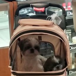 Shih Tzus from Devalon Shih Tzu Palm Beach