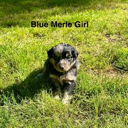 AKC - Blue merle female Australian Shepherd puppy in Prairie Grove, Arkansas from IQ Farms