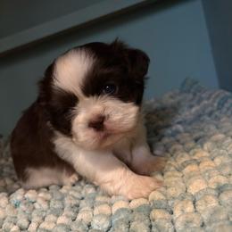 Crystal - Liver and white female Shih Tzu puppy in Bradley, South Carolina from Katie’s Kennel