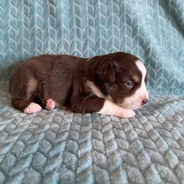 Dolly - Red tri female Miniature Australian Shepherd puppy in Washington, Indiana from Southern Indiana Mini Aussies
