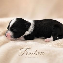 Fenton - Black and white male Chinese Crested puppy in Ocala, Florida from Crestie Charm Cottage