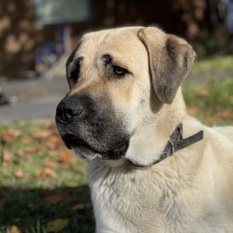 Bailey - Anatolian Shepherd Dog