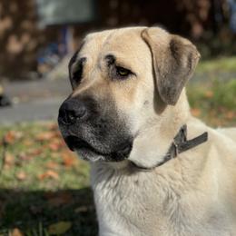 Bailey - Anatolian Shepherd Dog