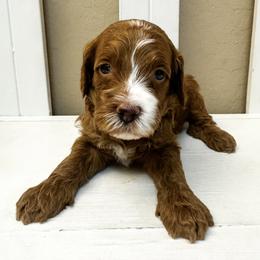 Canyon - Red  male Goldendoodle puppy in Peoria, Arizona from Cactus Doods