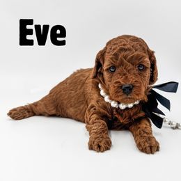 Eve - Red  female Goldendoodle puppy in Eagle Mountian, Utah from The Puppy Family