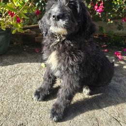 Molly moose - Parti female Saint Berdoodle puppy in Castle Rock, Washington from PNW Saint Berdoodles