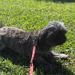 Poppi - Tricolor female Shih Tzu puppy in Milford, Delaware from Spunky Shih-Tzus Delaware (Spunky Shih-Tzus)