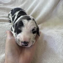 Lily - Harlequin female Great Dane puppy in Littleton, Colorado from Denver Danes