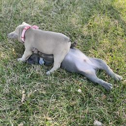 French Bulldog Puppies from Farm Fresh Frenchies