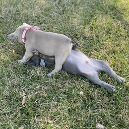 French Bulldog Puppies from Farm Fresh Frenchies