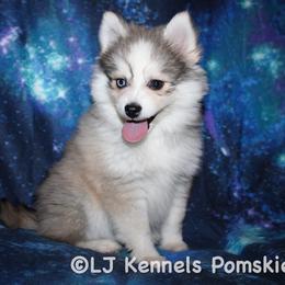Carrot - Gray and white male Pomsky puppy in Centerville, Iowa from LJ Kennels Pomskies, LLC