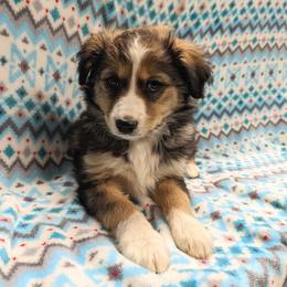 Aussiedoodle, Australian Shepherd, Bernedoodle, Cockapoo, and Poodle Puppies from Sis' Doodles & Poodles