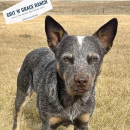 Bear - Australian Cattle Dog