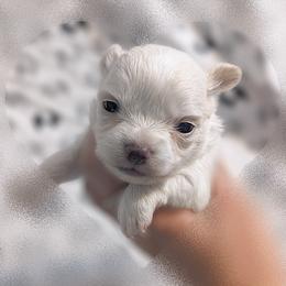 Chihuahua Puppies from Petite Pups LLC