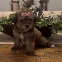 Reese's 1800 Valentines Special - Grizzle female Sheepadoodle puppy in Cartersville, Georgia from Simply Blessed Doodles