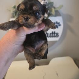 Anchor - Black and tan male Yorkshire Terrier puppy in Clermont, Florida from Bella's Prissy Butts