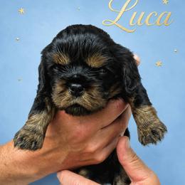 Luca - Black and tan male Cavalier King Charles Spaniel puppy in Kewaskum, Wisconsin from Moon Dream Cavaliers