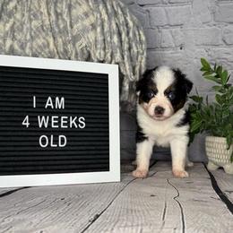 Tinkerbell - Black tri female Miniature Australian Shepherd puppy in Peoria, Arizona from B My Sunshines Mini Aussies