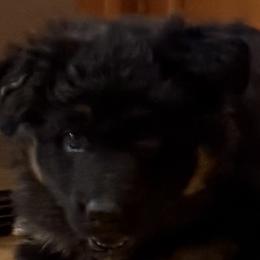 German Shepherd Puppies from Circle Oaks Shepherds