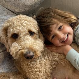Goldendoodles from Super Doodles