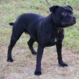 Staffordshire Bull Terrier Puppies from Chavier Staffords