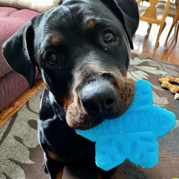 Rottweilers from Michelle's Rottweilers