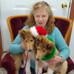 Collie Puppies from Kingsgift Collies