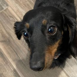 Dachshunds from DdogZ Miniature Dachshunds