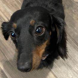 Dachshunds from DdogZ Miniature Dachshunds
