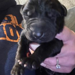 Teal Collar - Black female German Shepherd puppy in Barnhart, Missouri from Combat Creek German Shepherds