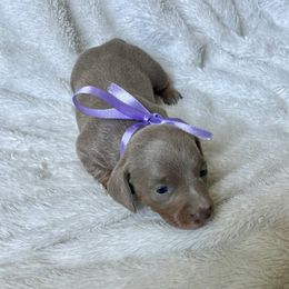Macy - Dachshund puppy from Honey Creek Doxies
