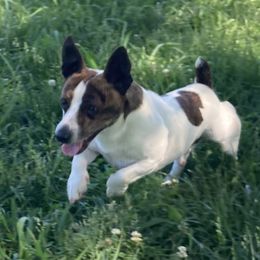 Boogie - Teddy Roosevelt Terrier