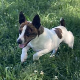 Boogie - Teddy Roosevelt Terrier