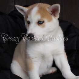 Siberian Husky Puppies from Crazy Cookies Huskies